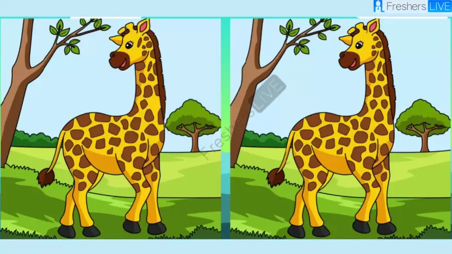 Spot the 3 Differences in the Giraffe Pictures – Test Your Observation Skills!